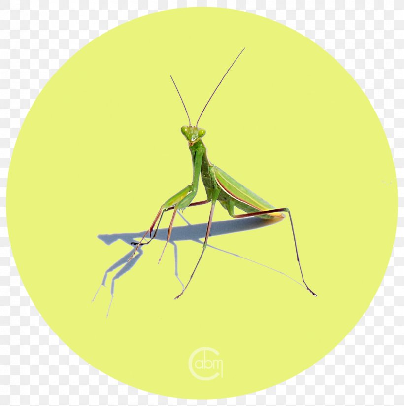 Insect Grasshopper Locust Pest Mantis, PNG, 1060x1064px, Watercolor, Cartoon, Flower, Frame, Heart Download Free