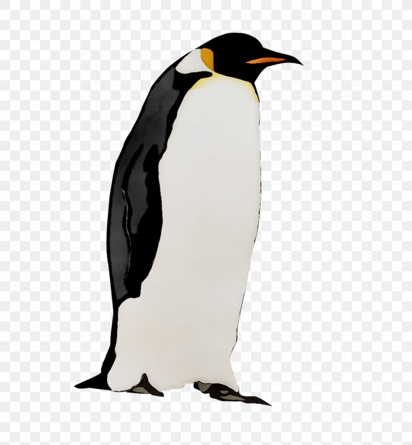 King Penguin Fauna Neck Beak, PNG, 1070x1157px, King Penguin, Beak, Bird, Emperor Penguin, Fauna Download Free