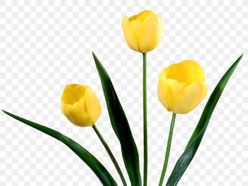 Tulip Netherlands Yellow Flower Bouquet, PNG, 1600x1200px, Tulip, Blog, Color, Cut Flowers, Floral Design Download Free