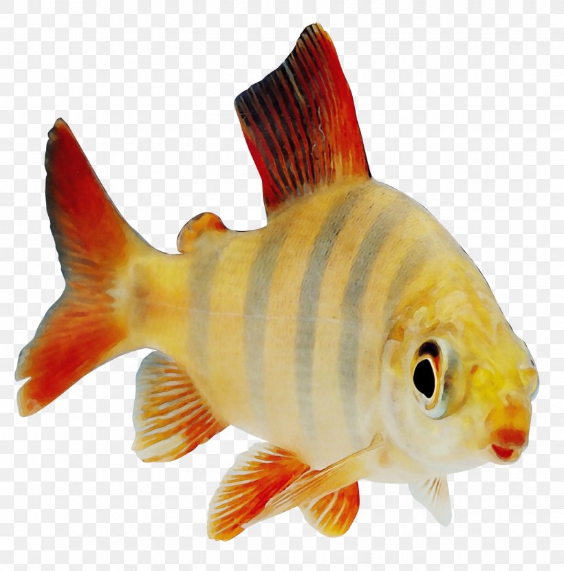 Fish Fish Fin Feeder Fish Goldfish, PNG, 1440x1458px, Watercolor, Bonyfish, Carp, Feeder Fish, Fin Download Free