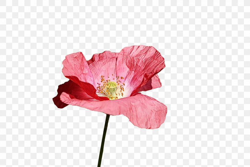 Flower Petal Pink Plant Poppy, PNG, 3000x2000px, Spring Flower, Blossom, Coquelicot, Cut Flowers, Flower Download Free