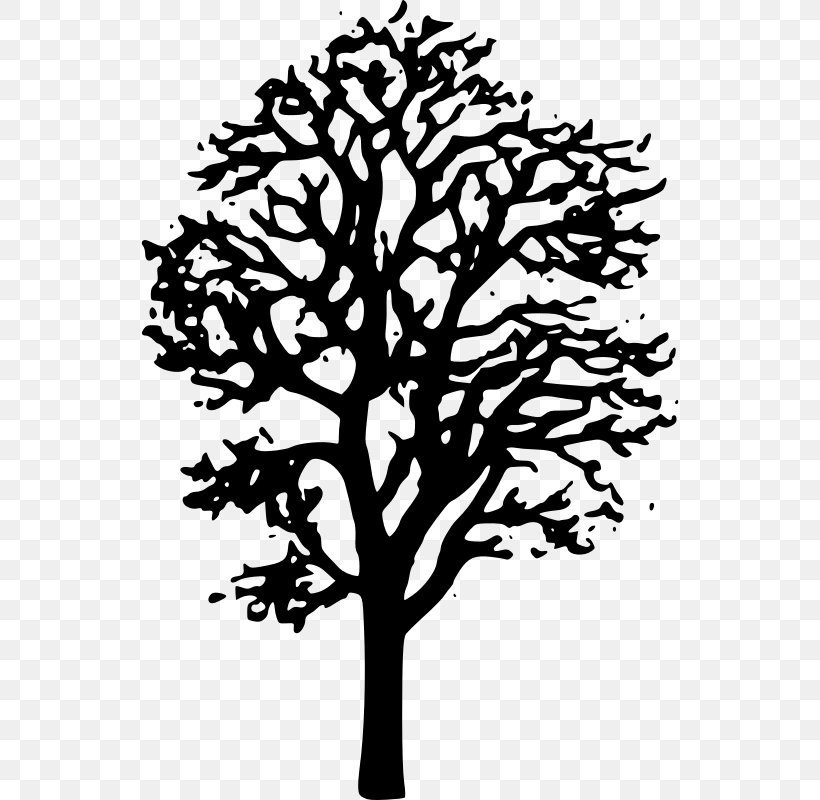 Japanese Maple Tree Red Maple Clip Art, PNG, 538x800px, Japanese Maple, Autumn, Autumn Leaf Color, Black And White, Branch Download Free