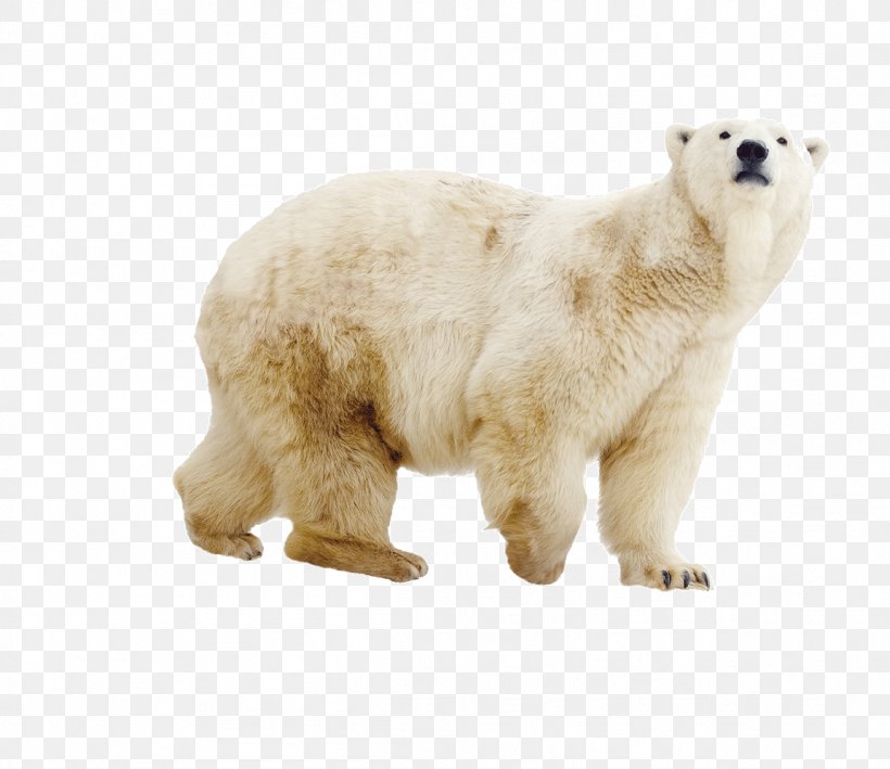 Polar Bear Brown Bear, PNG, 1151x996px, Watercolor, Cartoon, Flower, Frame, Heart Download Free