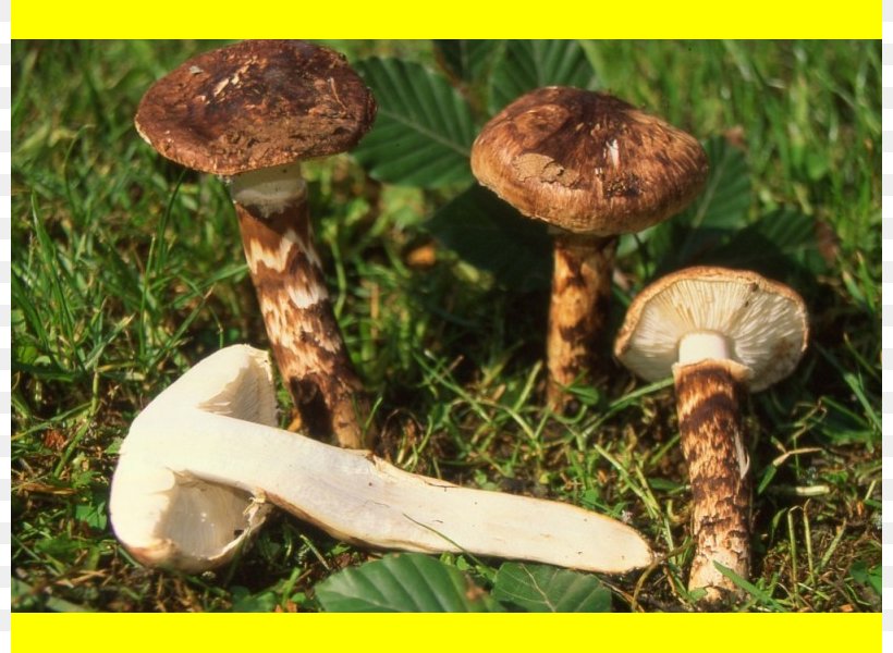 Common Mushroom Pleurotus Eryngii Russula Integra Shiitake Matsutake, PNG, 800x600px, Common Mushroom, Agaric, Agaricaceae, Agaricomycetes, Agaricus Download Free
