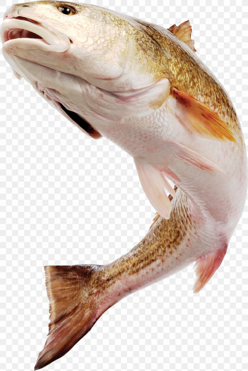 Fish Download Photography, PNG, 1897x2838px, Fish, Albom, Animal, Animal Source Foods, Bass Download Free