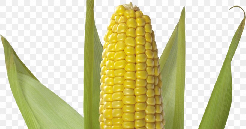 Corn On The Cob Sweet Corn Flint Corn Clip Art, PNG, 1200x630px, Corn On The Cob, Commodity, Corn Kernel, Corn Kernels, Corncob Download Free