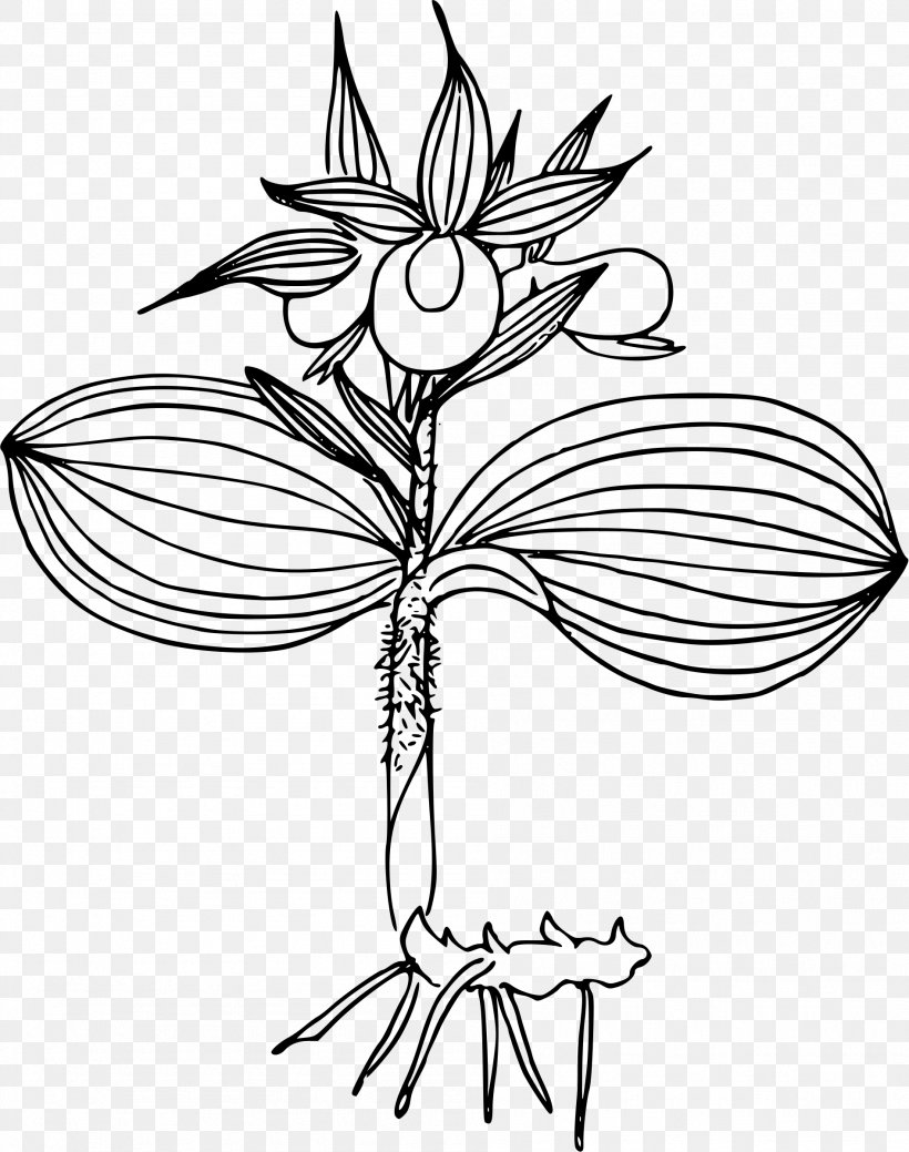 Cypripedium Reginae Line Art Clip Art, PNG, 1894x2400px, Cypripedium Reginae, Artwork, Black And White, Branch, Cut Flowers Download Free