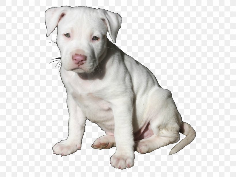 American Pit Bull Terrier American Bully Puppy Dog Breed, PNG, 1280x964px, Pit Bull, American Bulldog, American Bully, American Pit Bull Terrier, American Staffordshire Terrier Download Free