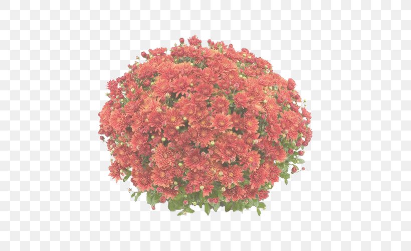 Flower Flowering Plant Plant Red Cut Flowers, PNG, 500x500px, Flower, Annual Plant, Cut Flowers, Flowering Plant, Geranium Download Free