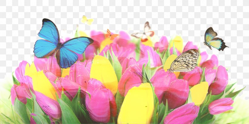 Flowers Background, PNG, 1000x500px, Tulip, Anthurium, Butterfly, Cut Flowers, Desktop Environment Download Free