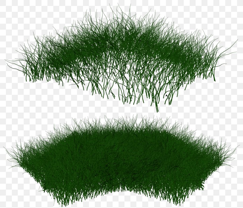 Grasses Lawn Ornamental Grass DeviantArt, PNG, 800x702px, Grasses, Artificial Turf, Deviantart, Evergreen, Garden Download Free