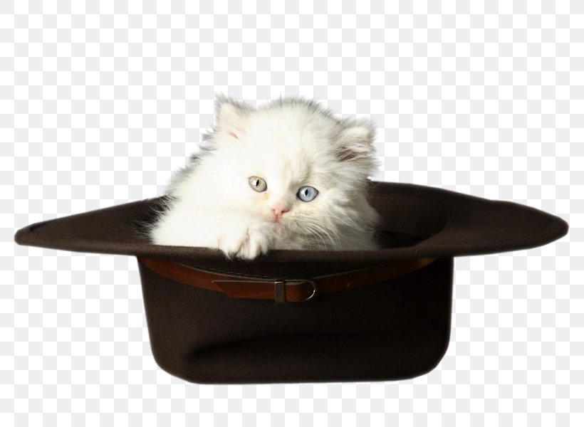 Kitten Cat, PNG, 800x600px, Kitten, Animal, Carnivoran, Cat, Cat In The Hat Download Free
