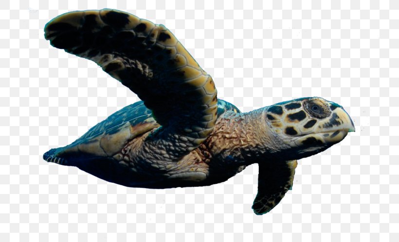 Loggerhead Sea Turtle Reptile Tortoise, PNG, 750x499px, Loggerhead Sea Turtle, Caretta, Cayman Turtle Centre, Endangered Sea Turtles, Endangered Species Download Free