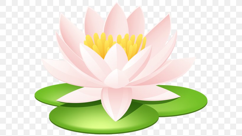 Nelumbo Nucifera Lilium Nymphaea Lotus Clip Art, PNG, 600x462px, Nelumbo Nucifera, Aquatic Plant, Close Up, Flora, Flower Download Free