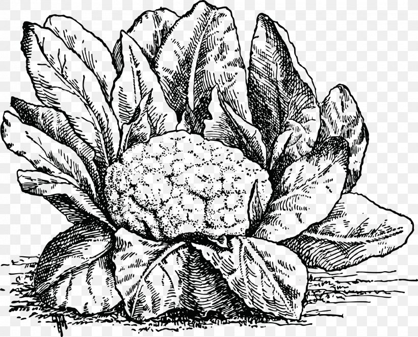 Vegetable Drawing Food Illustration, PNG, 2038x1645px, Vegetable, Art, Artwork, Asparagus, Black And White Download Free