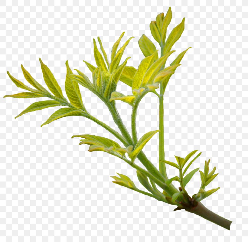 Branch Leaf Tree Image, PNG, 797x800px, Branch, Botany, Branches And Leaves, Chamomile, Computer Graphics Download Free
