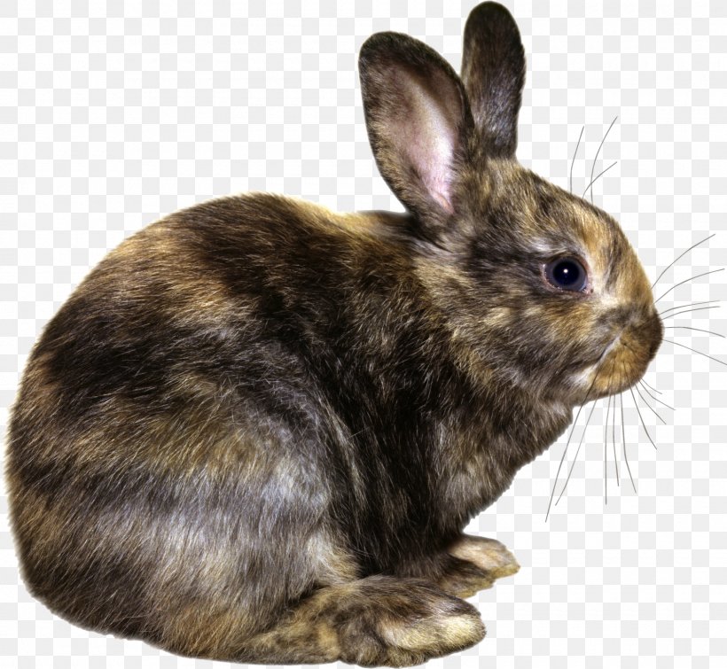 Easter Bunny Hare Domestic Rabbit European Rabbit, PNG, 1600x1475px, Easter Bunny, Animal, Domestic Rabbit, Easter, European Rabbit Download Free