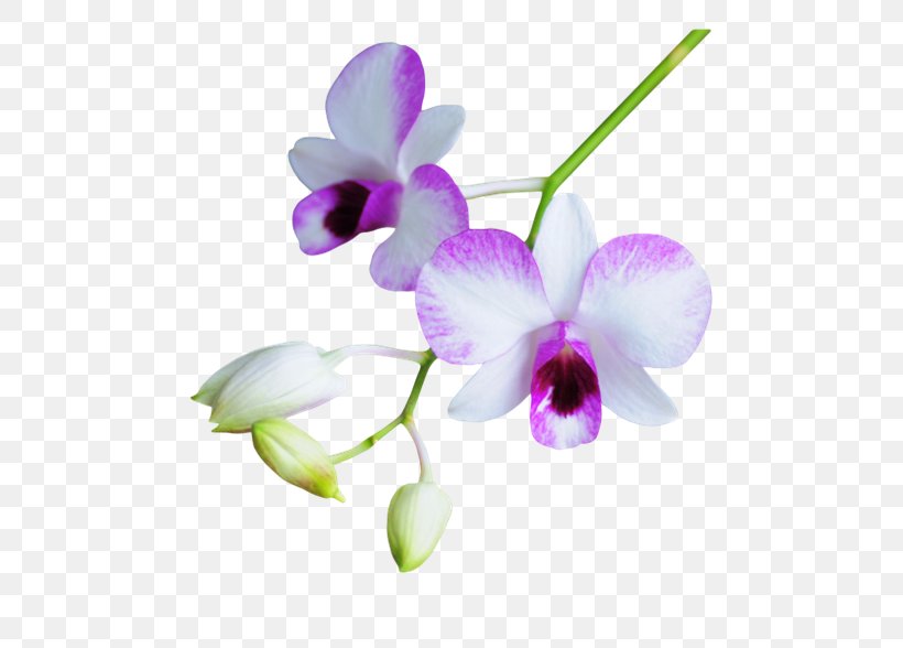 Flower Purple Petal, PNG, 670x588px, Flower, Blog, Branch, Computer Network, Dendrobium Download Free