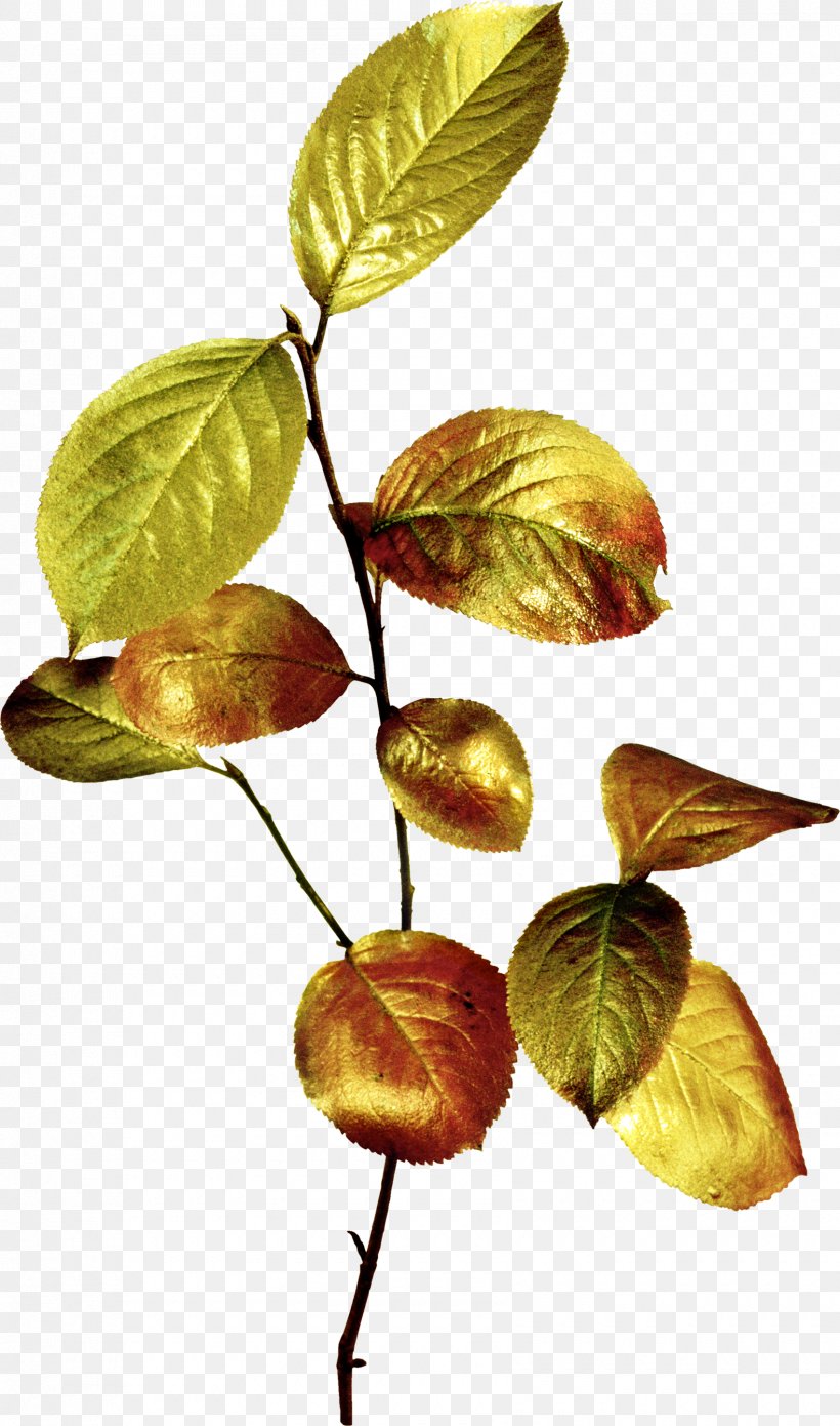 Leaf Branch Clip Art Tree, PNG, 1700x2884px, Leaf, Anthurium, Autumn, Autumn Leaf Color, Autumn Leaves Download Free