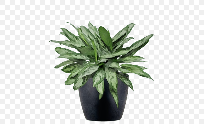 Leaf Flowerpot Houseplant Herb Evergreen, PNG, 500x500px, Watercolor, Biology, Evergreen, Flowerpot, Herb Download Free