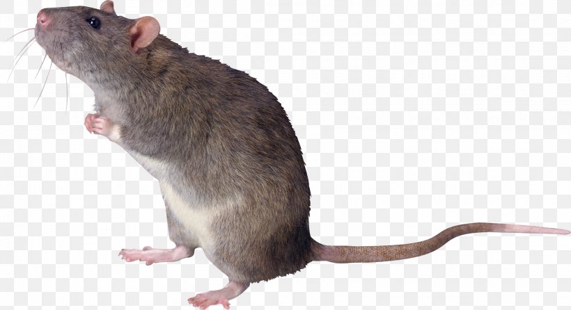 Brown Rat Mouse Black Rat Ricefield Rat, PNG, 2213x1204px, Brown Rat, Cockroach, Dormouse, Fauna, Gerbil Download Free