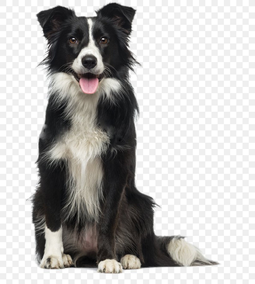 Dog Mattress Sealy Corporation Veterinarian Pet, PNG, 651x915px, Dog, Australian Shepherd, Bed, Bedding, Bedroom Download Free