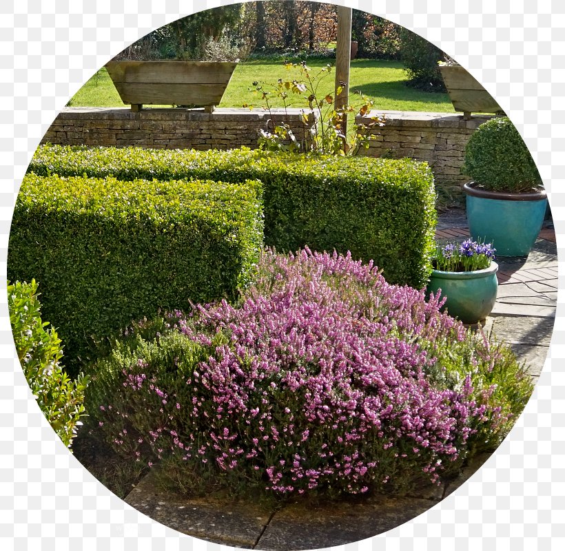 Garden Shrub Landscaping Tree Lilac, PNG, 800x800px, Garden, Flower, Grass, Groundcover, Hedge Download Free