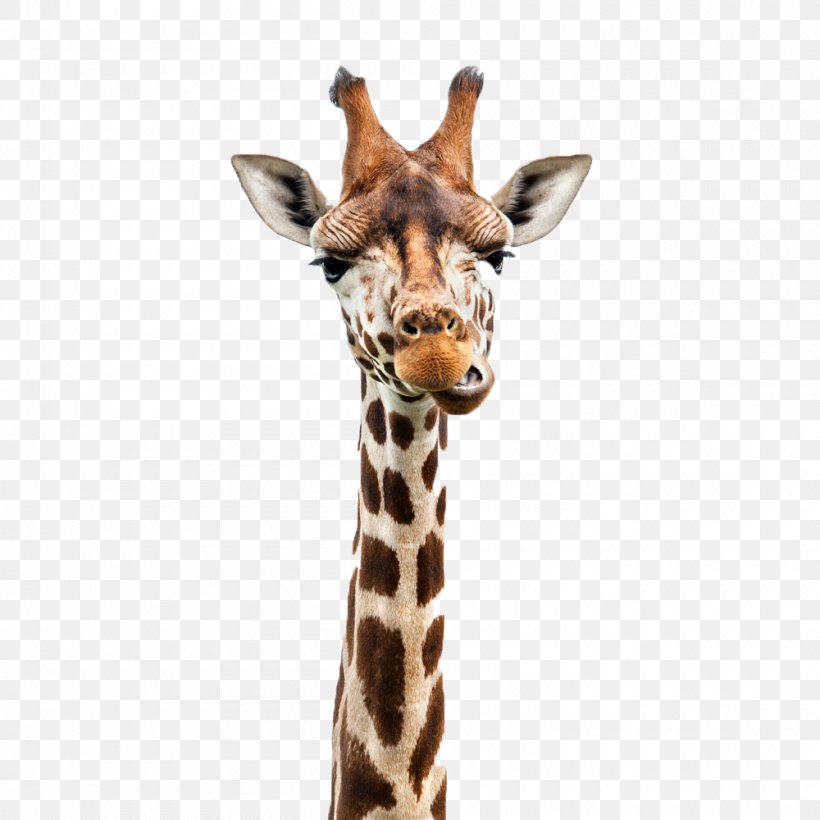 Giraffe Stock Photography Royalty-free Illustration, PNG, 1000x1000px, Giraffe, Camelopardalis, Cartoon, Cuteness, Fauna Download Free