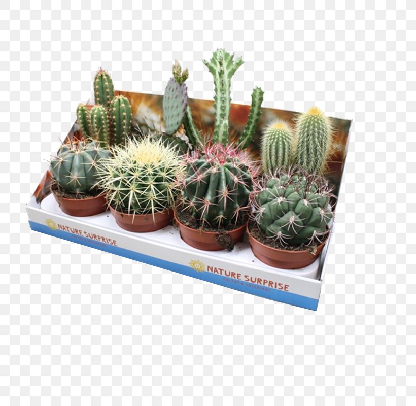 Citroën Cactus M Flowerpot Houseplant, PNG, 800x800px, Flowerpot, Cactus, Caryophyllales, Flowering Plant, Houseplant Download Free