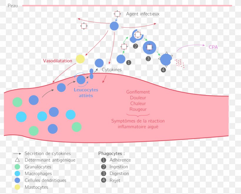 Inflammation Terminale Scientifique Adaptive Immune System, PNG, 1400x1131px, Inflammation, Adaptive Immune System, Antibody, Antigen, Area Download Free