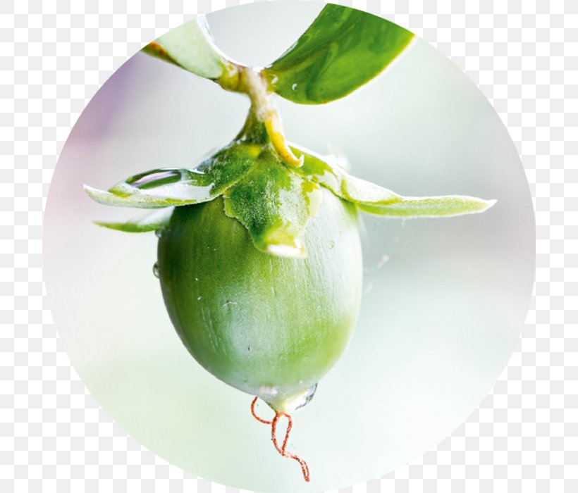 Jojoba Oil Skin Care Seed Oil, PNG, 700x700px, Jojoba Oil, Essential Oil, Extract, Flax, Food Download Free