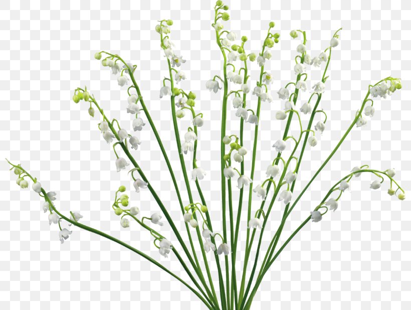 Lily Of The Valley Cut Flowers Desktop Wallpaper, PNG, 800x618px, Lily Of The Valley, Branch, Computer, Cut Flowers, Flora Download Free