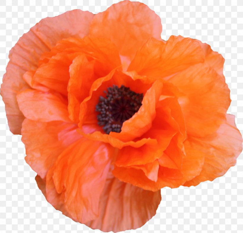 Poppy Flower, PNG, 900x867px, Poppy, Betty White, Brush, Color, Cut Flowers Download Free