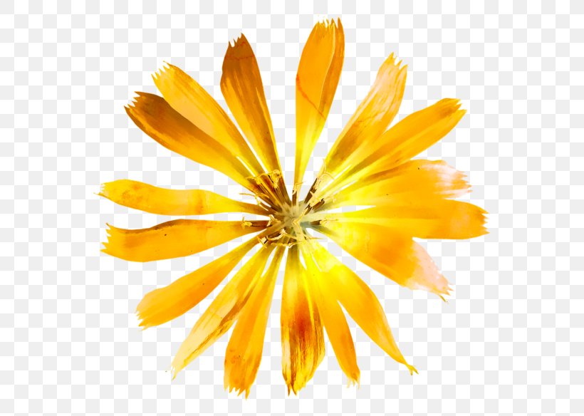 Watercolor: Flowers Yellow Watercolor Painting, PNG, 600x584px, Flower, Calendula, Daisy Family, Dandelion, Drawing Download Free