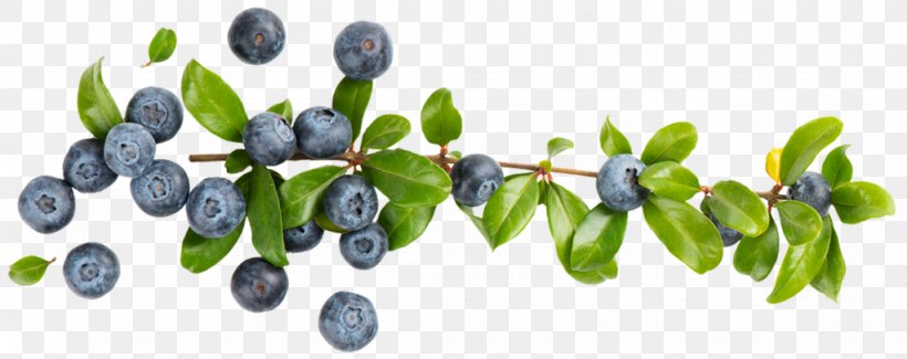 Bilberry European Blueberry Berries Royalty-free, PNG, 1024x406px, Bilberry, Berries, Blueberry, Branch, European Blueberry Download Free