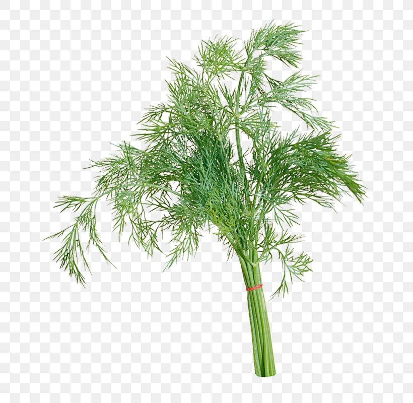 Dill Parsley Sorrel Herb Clip Art, PNG, 729x800px, Dill, Annual Plant, Apiaceae, Fennel, Flowerpot Download Free