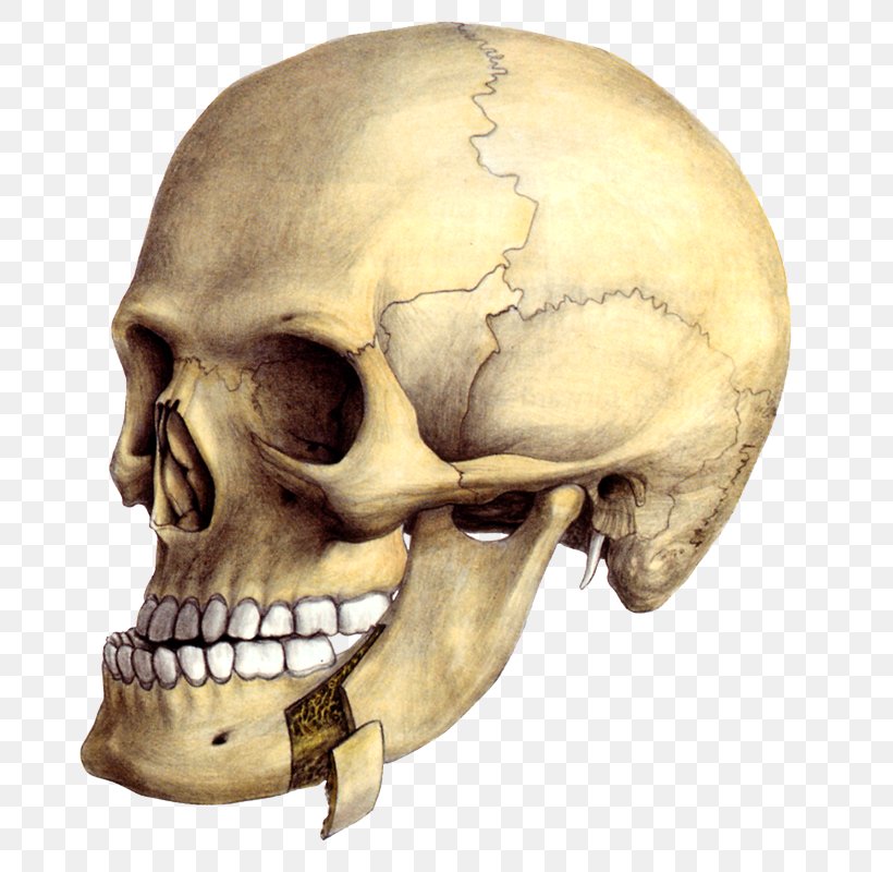Mandible Osteotomy Chin Surgery Jaw, PNG, 736x800px, Mandible, Bone, Chin, Head, Jaw Download Free