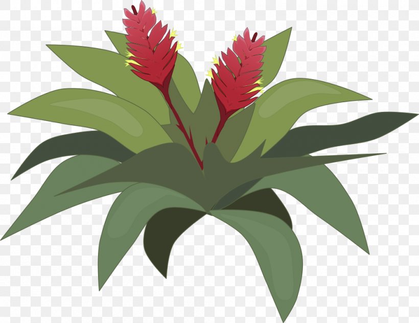 Bromelia Clip Art Drawing Image, PNG, 1000x771px, Bromelia, Botany, Bromeliaceae, Bromeliads, Drawing Download Free