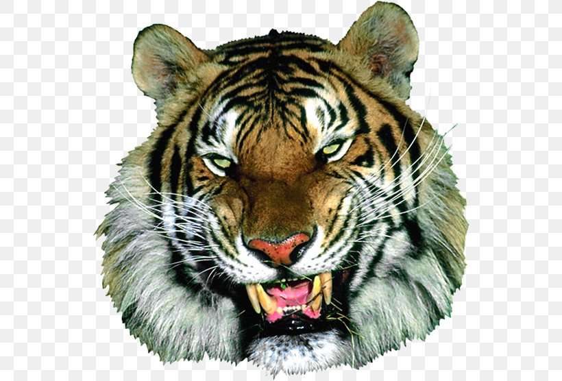 Tiger Animaatio Cat, PNG, 552x556px, Tiger, Animaatio, Animal Sauvage, Big Cats, Carnivoran Download Free