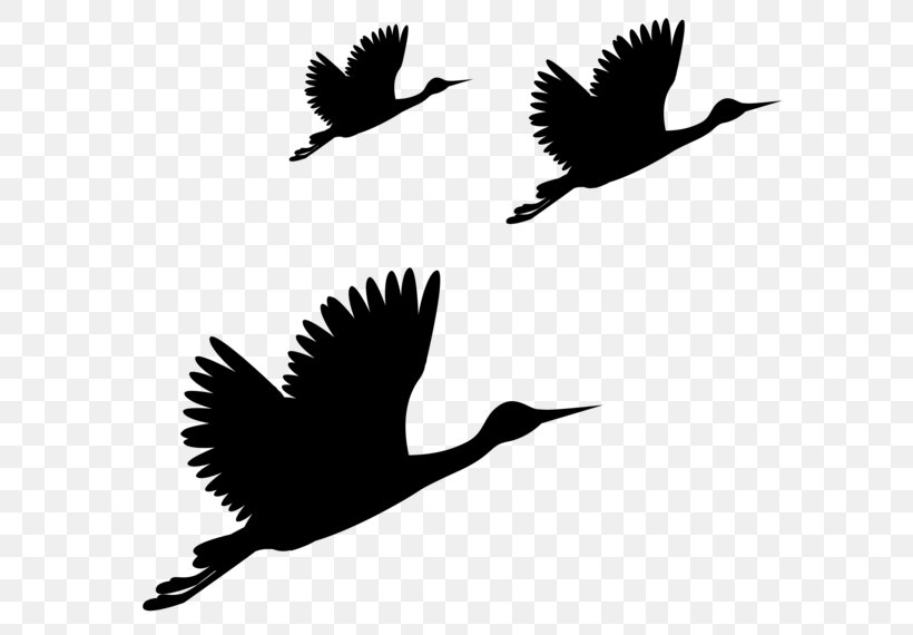 Beak Fauna Font Silhouette Feather, PNG, 600x570px, Beak, Bird, Blackbird, Fauna, Feather Download Free