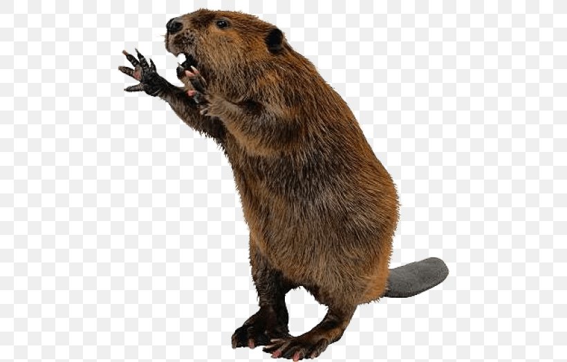 Beaver, PNG, 480x524px, Beaver, Beaver Attack, Beaver Dam, Benny Beaver, Fauna Download Free