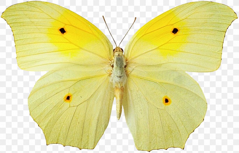 Butterfly Yellow Colias Croceus Wallpaper, PNG, 1772x1140px, Butterfly, Animal, Arthropod, Bombycidae, Brush Footed Butterfly Download Free