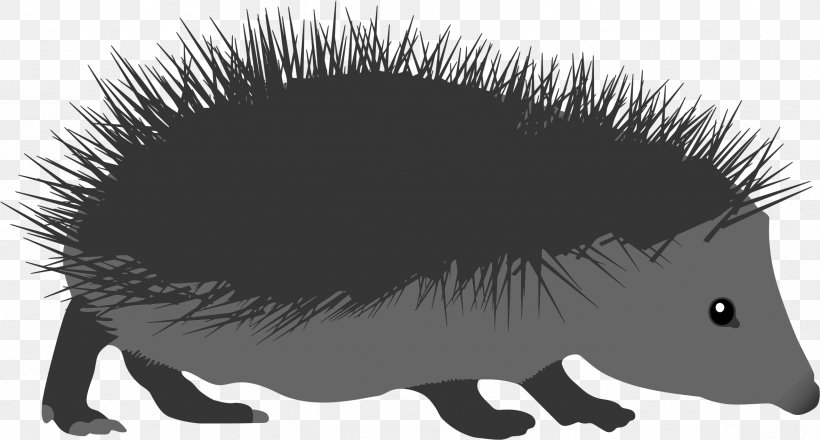 Clip Art Echidna European Hedgehog The Porcupine, PNG, 2358x1268px, Echidna, Animal, Black And White, Carnivoran, Daurian Hedgehog Download Free