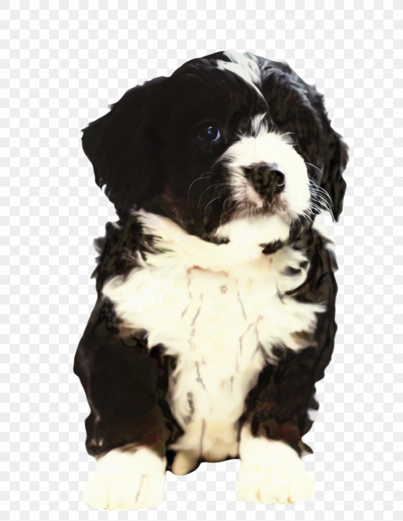 Cute Border, PNG, 1758x2276px, Cute Dog, Animal, Art, Bernese Mountain Dog, Border Collie Download Free