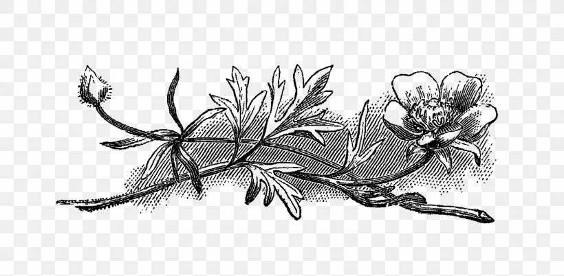 Flower Drawing Black And White Clip Art, PNG, 1600x786px, Flower, Art, Artwork, Black And White, Branch Download Free