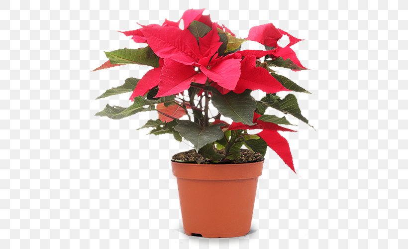 Garden Flowerpot Houseplant Cut Flowers, PNG, 700x500px, Garden, Annual Plant, Christmas Plants, Cut Flowers, Flower Download Free