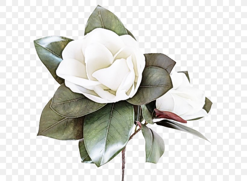Rose, PNG, 800x600px, White, Cut Flowers, Flower, Flowering Plant, Gardenia Download Free