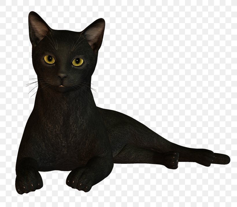 Black Cat Bombay Cat Korat Havana Brown Burmese Cat, PNG, 800x717px, Black Cat, Asian, Black, Bombay, Bombay Cat Download Free