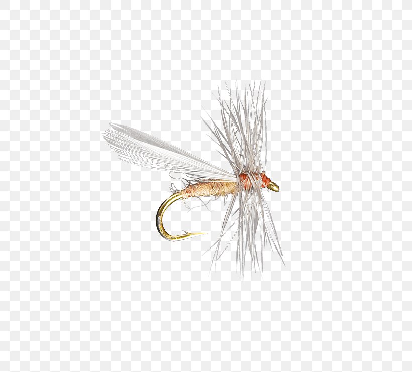 Crane Fly Insect Artificial Fly Fly Fishing, PNG, 555x741px, Fly, Artificial Fly, Crane Fly, Email, Fishing Bait Download Free