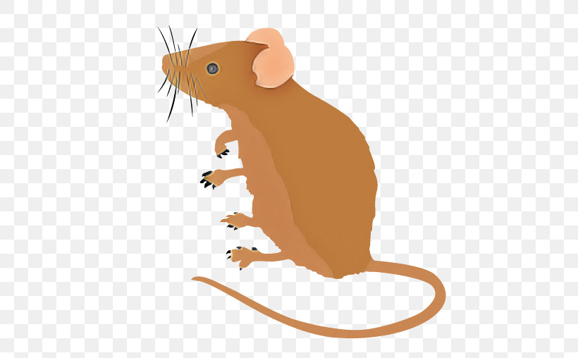 Rat Mouse Muridae Cartoon Pest, PNG, 508x508px, Rat, Cartoon, Mouse, Muridae, Muroidea Download Free